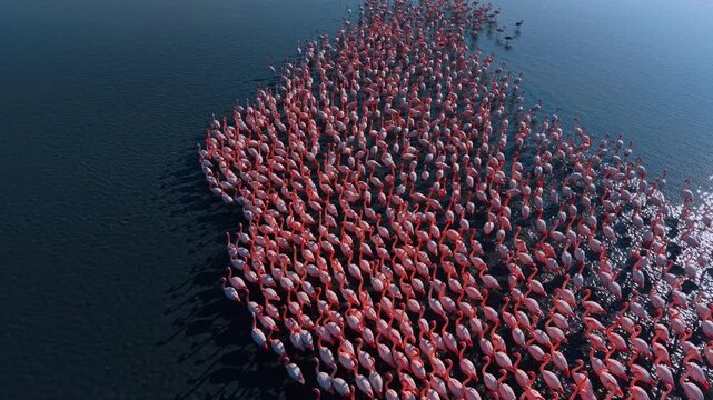 Aerial drone view of flamingos migrating through lagoon. High angle shot of pink flamingo flock moving through blue water with bright sun glare.
