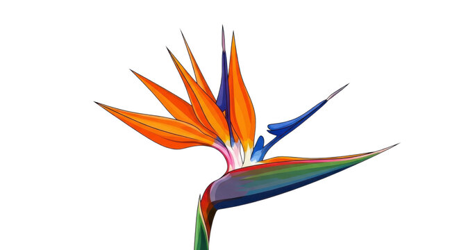 Tropical bird of paradise flower, exotic strelitzia reginae bloom with orange and blue petals, vibrant botanical floral element for summer design isolated PNG with Transparent Background