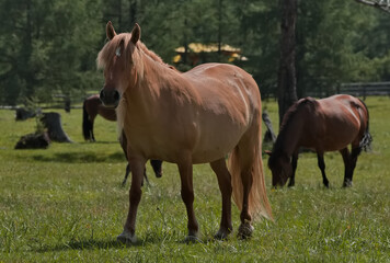 Fototapeta premium Russia. Western Sayan. The Republic of Buryatia. A small herd of horses grazes peacefully in a lush pasture near a Buddhist datsan near the village of Orlik.