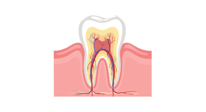 Human tooth cross section diagram showing internal anatomy including enamel dentin and pulp with root canal system in gums.