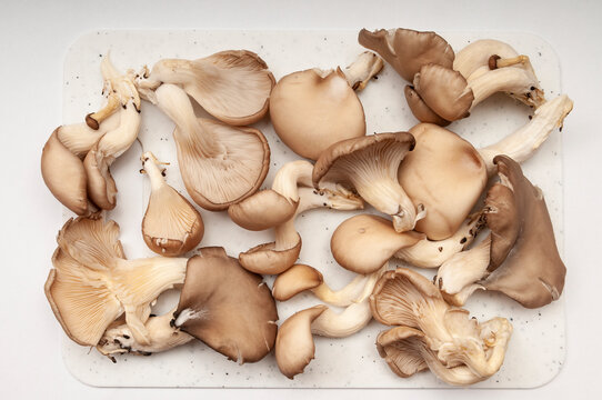 Fresh oyster mushrooms on cutting board on a white background-top view