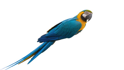 Fototapeta premium Isolated vibrant blue and yellow macaw parrot with striking colorful plumage and tropical beauty.