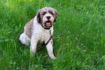 Fototapeta premium Portrait eines Lagotto Romagnolo Hundes