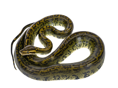 Isolated detailed view of a large reticulated green and yellow python snake coiling calmly