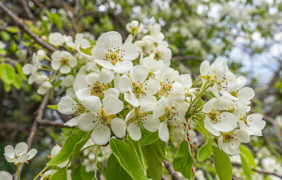 Close-up of a blooming fruit tree branch with delicate white flowers and green leaves in spring, featuring a traditional red and white martenitsa thread tied to a twig