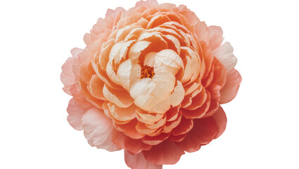 Isolated beautiful pastel orange peony flower in full bloom, soft detailed petals, elegant design. © Cian