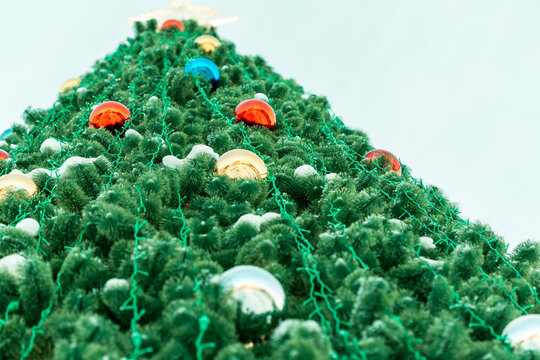 Red and gold holiday balls hanging from green spruce branches, natural light