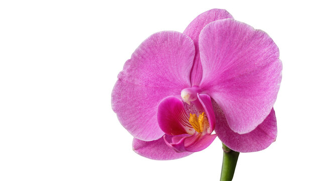 Isolated exquisite vibrant pink orchid flower with delicate petals and exotic detailed center