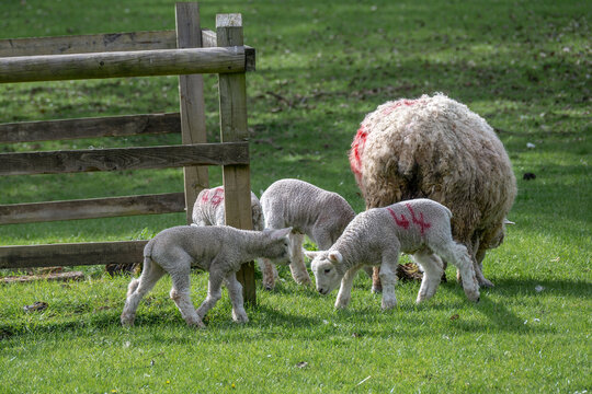 sheep ewe with lambs in the spring sunshine