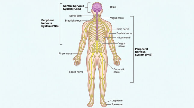 Illustration of the human nervous system, highlighting central and peripheral parts
