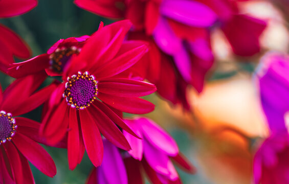 Primo piano di gerbere rosse e fucsia in primavera 