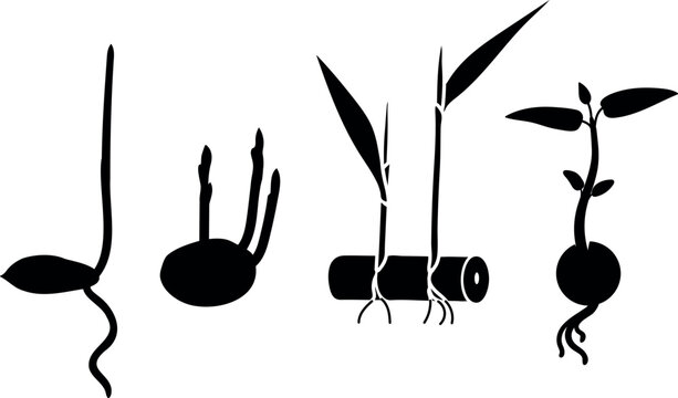 Black silhouettes of sprouting plants: Monocot seed sprout, Potato tuber with shoots, Sugarcane stalk cutting with leaves and Dicot seedling