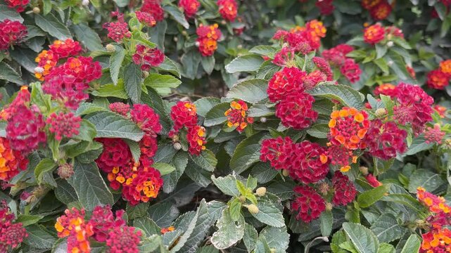 Vibrant lantana flowers with red and orange blossoms, surrounded by lush green leaves