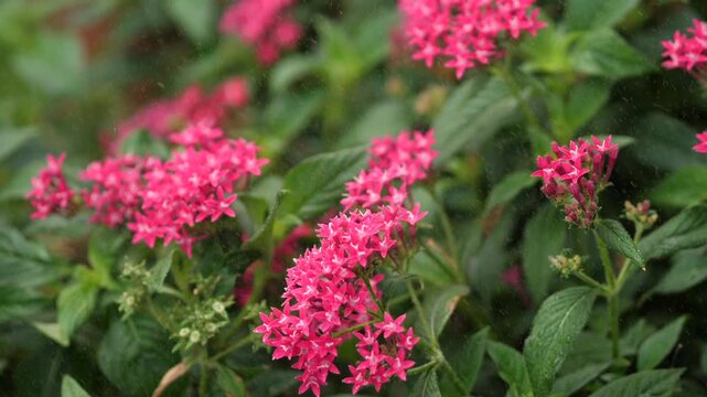 Vibrant group of pink Pentas flowers (Egyptian Starcluster) blooming in a lush garden under refreshing water mist, nature and botanical growth concept.
