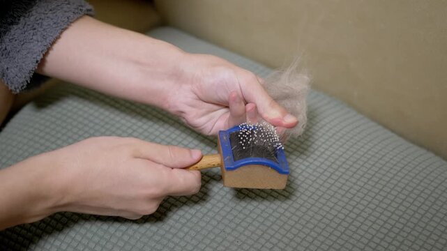 A person hands pull a thick clump of shed animal fur from the metal teeth of a wooden slicker grooming brush. Concept of pet hygiene, shedding season, animal care, and home maintenance.