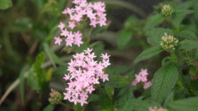 Close-up of beautiful soft pink Pentas flowers (Egyptian Starcluster) under refreshing water mist in a lush garden, nature and botanical beauty concept