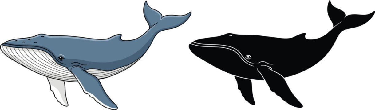 Whale Vector Illustration Set Featuring Realistic Blue Whale and Black Silhouette Marine Animal Design Isolated on White Background