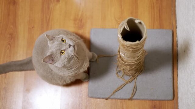 A grey British Shorthair cat sits on a wooden floor beside a damaged rope scratching post, looking upwards with curious yellow eyes. Concept of feline behavior, pet care, and training.