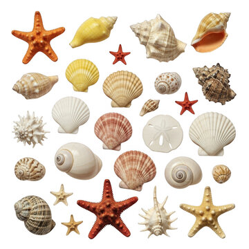 Collection of seashells and starfish isolated on transparent background
