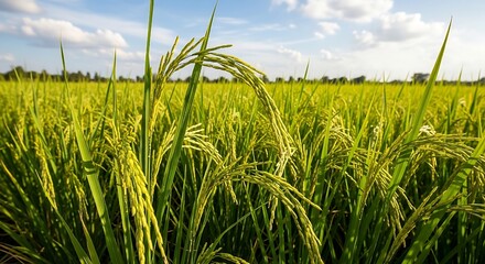 Obraz premium Fresh golden rice grains grow abundantly in a lush green paddy field during a beautiful sunny afternoon waiting to be harvested by farmers
