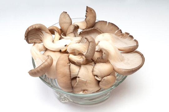 Fresh oyster mushrooms in a glass bowl on a white background