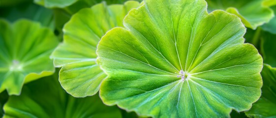 Fototapeta premium Vibrant green leaves radiate from central point