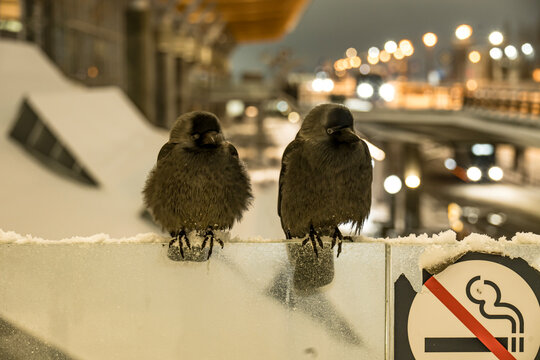 Two small birds, likely jackdaws, perch closely together on a snow-covered railing at Oslo Airport during a cold winter evening.