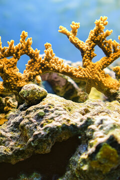 A close-up view of a vibrant coral reef covered in yellow algae, perfect for use in ocean-inspired designs or educational materials vertical frame