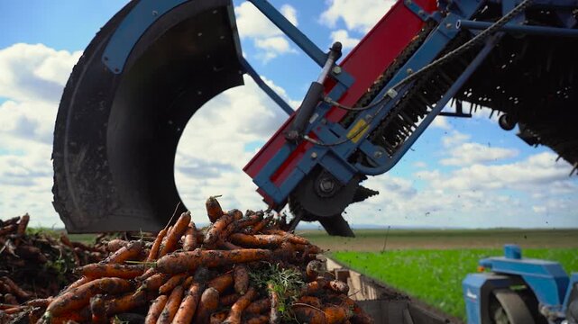 Carrot Harvester Loading Fresh Carrots into Wooden Crates on Moving Tractor Trailer - Slow Motion. Modern organic food production and agribusiness logistics. Search CARROT-HARV-2025 for more clips.