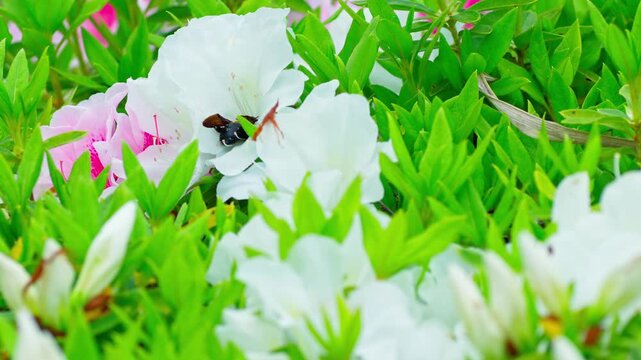 花の蜜を求めて飛び回るキムネクマバチ