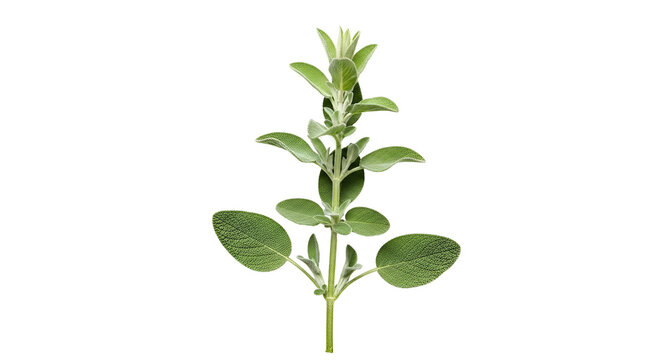 Fresh culinary sage plant on clean black backdrop studio shot showcasing detailed green leaves and symmetrical arrangement for stock photography use