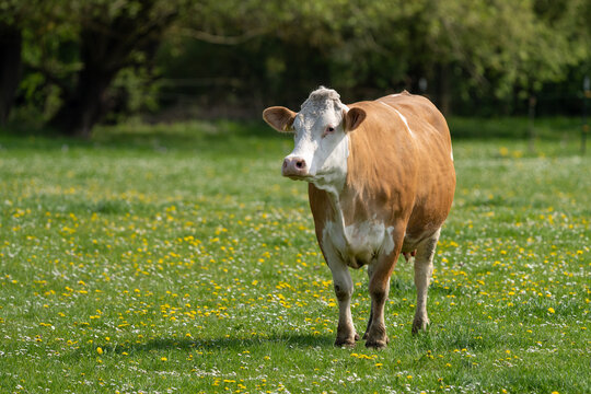 Kuh im Fr&uuml;hjahr auf der Weide