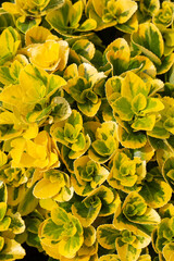 Obraz premium Vibrant Yellow and Green Foliage of Euonymus Fortunei 'Emerald 'n' Gold' Shrub