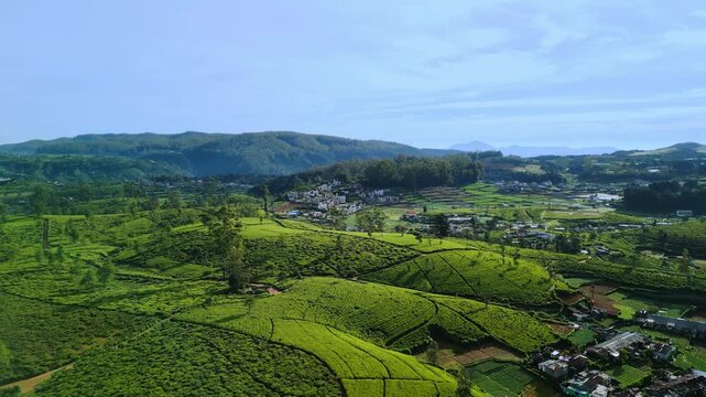 Drone View Of Tea Plantations And Hillside Town In Nuwara Eliya, Sri Lanka