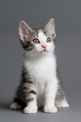kitten © aaali