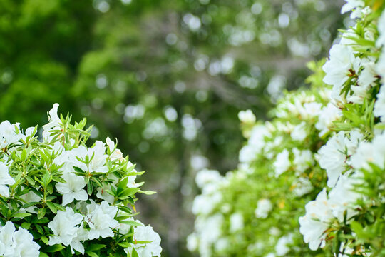 淡い色の花々と緑の調和、コピースペースのある背景素材