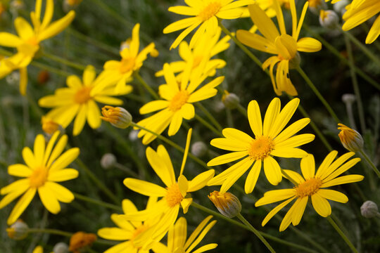 Vibrant Yellow Flowers of Euryops Pectinatus (Grey-Leaved Euryops) Blooming in Spring