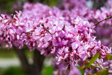 Obraz premium Vibrant Pink Flowers of Cercis Siliquastrum (Judas Tree) Blooming in Spring