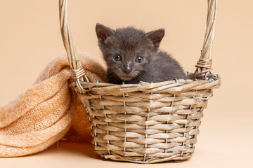 baby kittens © aaali
