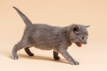 baby kittens © aaali