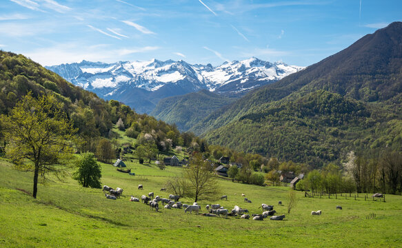 Mountain landscape with cows in the foreground and snow-capped mountains in the background. Ariege Pyrenees France