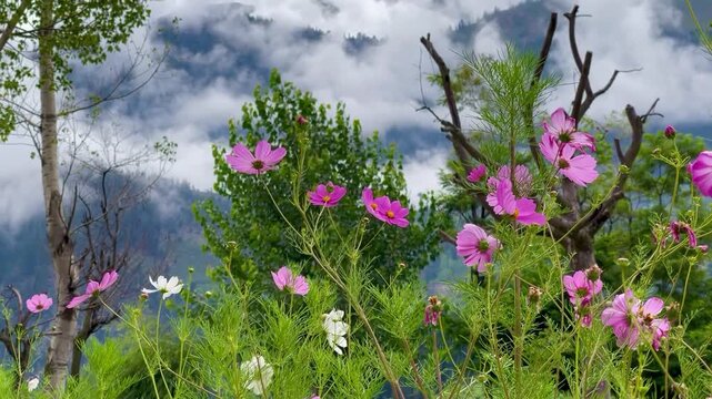 Beautiful Cosmos Bipinnatus Flower with Flying Bee in Kalam Valley, Pakistan