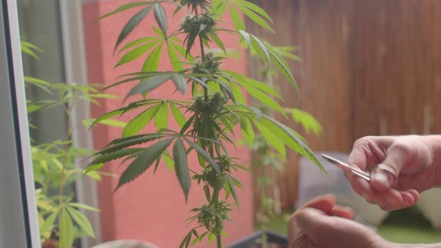 caucasian man trimming cannabis plant window, sunlit kitchen closeup hands using small scissors to prune buds and leaves, potted plant beside glass, warm domestic light, calm