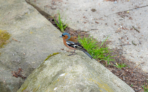 colorful chaffinch bird, sitting on a stone