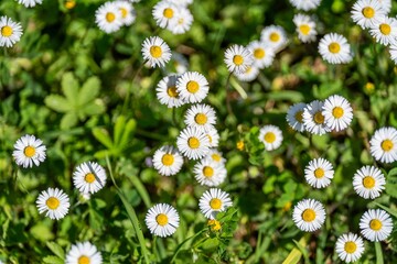 Fototapeta premium White daisy flowers in green field natural floral background