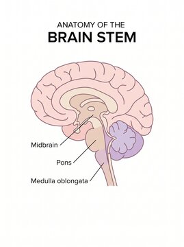 The brain stem anatomy diagram shows the midbrain, pons, and medulla oblongata in detail.
