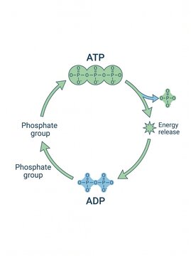 The process of converting ADP to ATP through energy release and phosphate group addition.