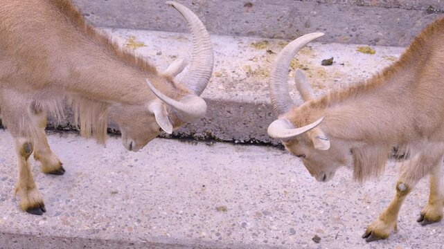 Close up of two young african mountain goats fighting with their horns on a sunny spring day