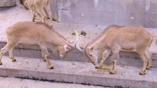 Close up of two young african mountain goats fighting with their horns on a sunny spring day