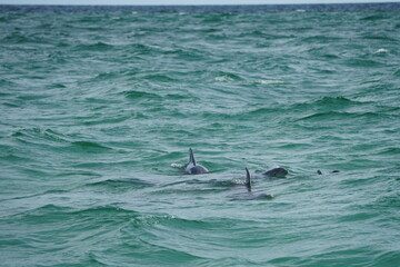 Fototapeta premium Wild Dolphins in Natural Ocean Habitat